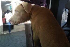 Cerrajeria automotor y hogar Las Mercedarias